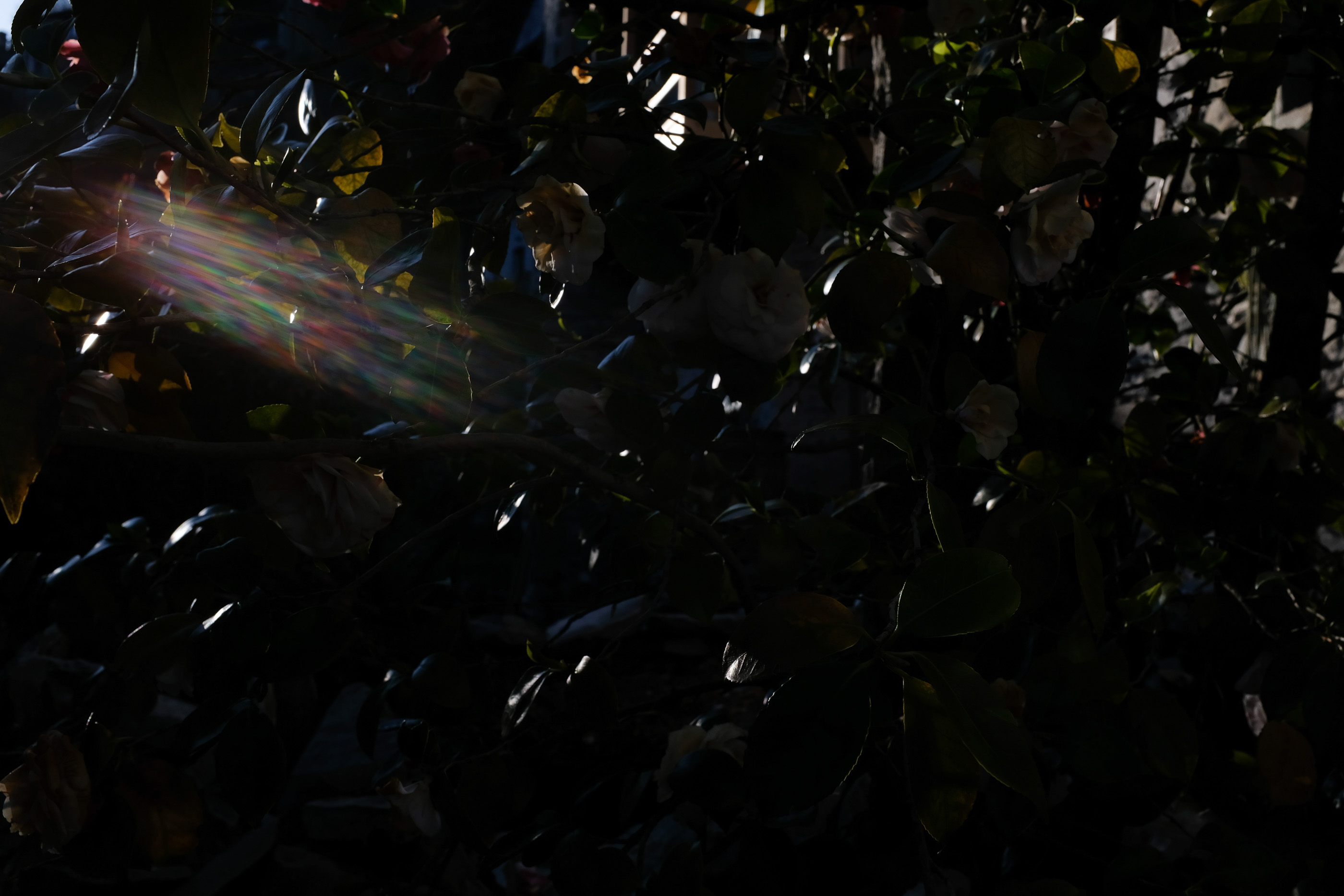  Margot Roth, swiss photographer.