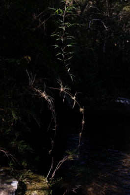  Margot Roth, swiss photographer.