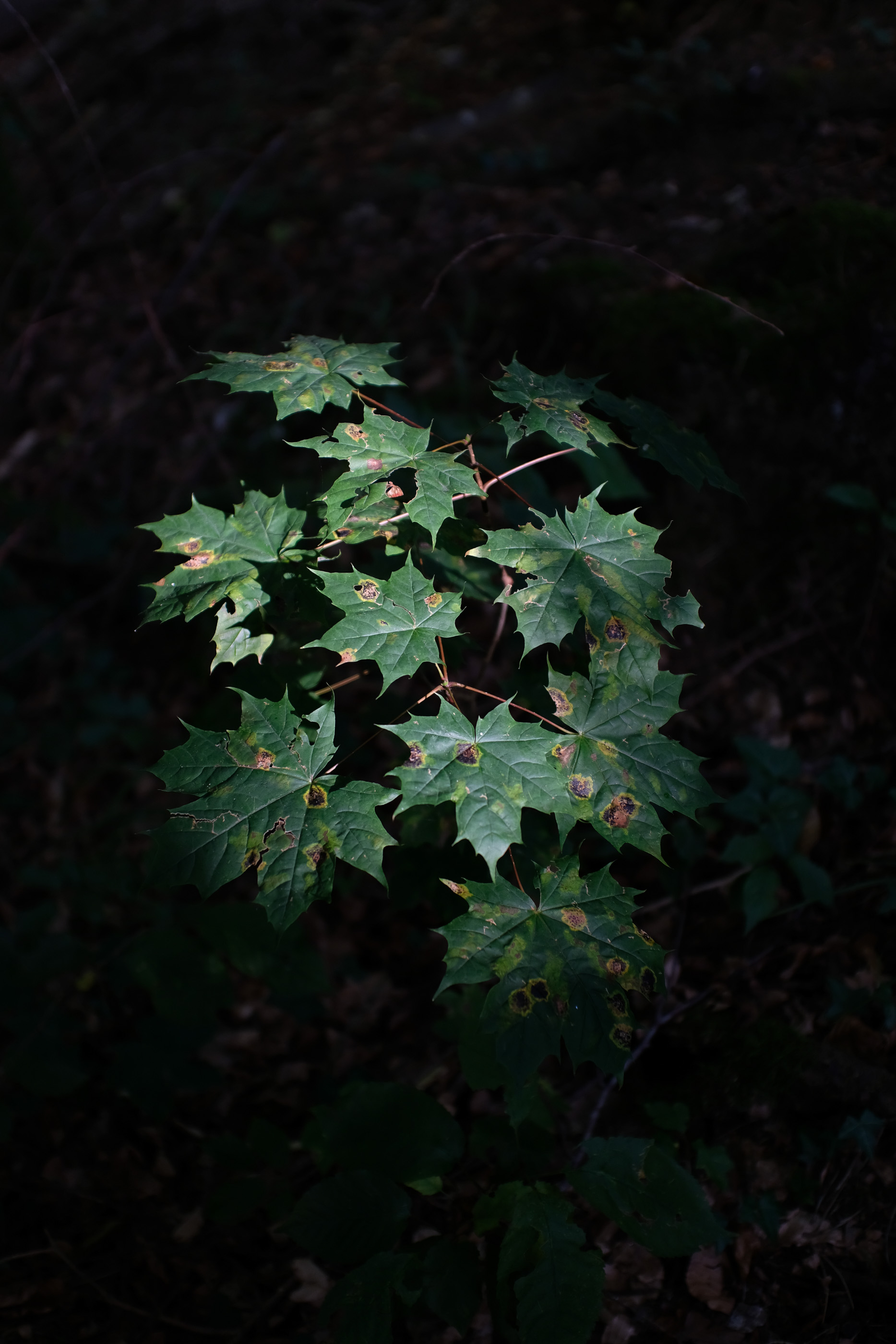  Margot Roth, swiss photographer.