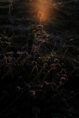  Margot Roth, swiss photographer.