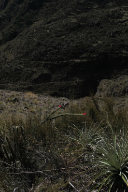  Margot Roth, swiss photographer.