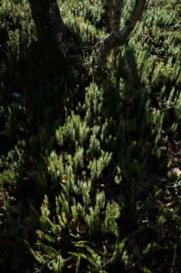  Margot Roth, swiss photographer.