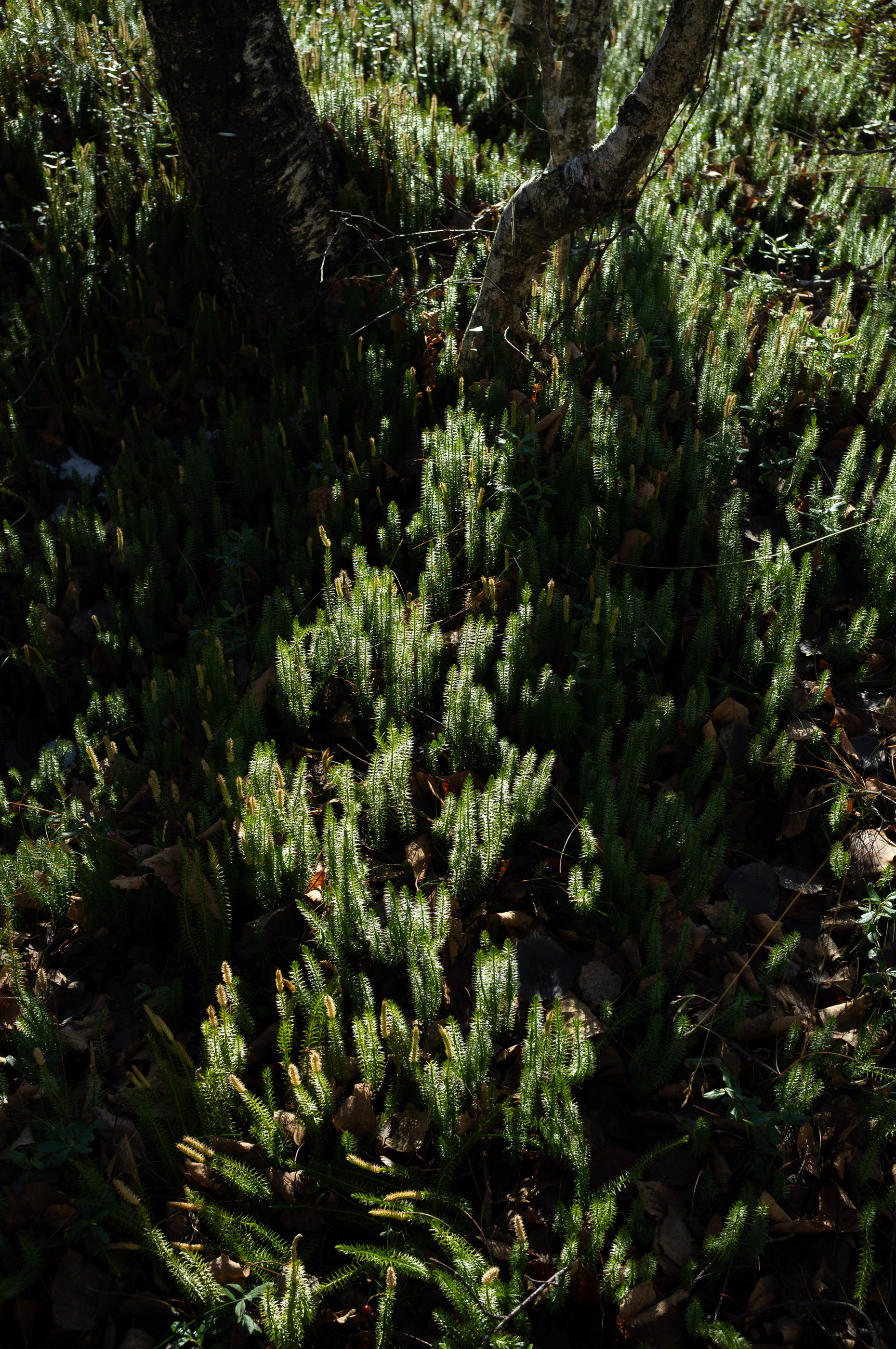  Margot Roth, swiss photographer.