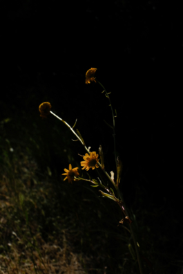  Margot Roth, swiss photographer.