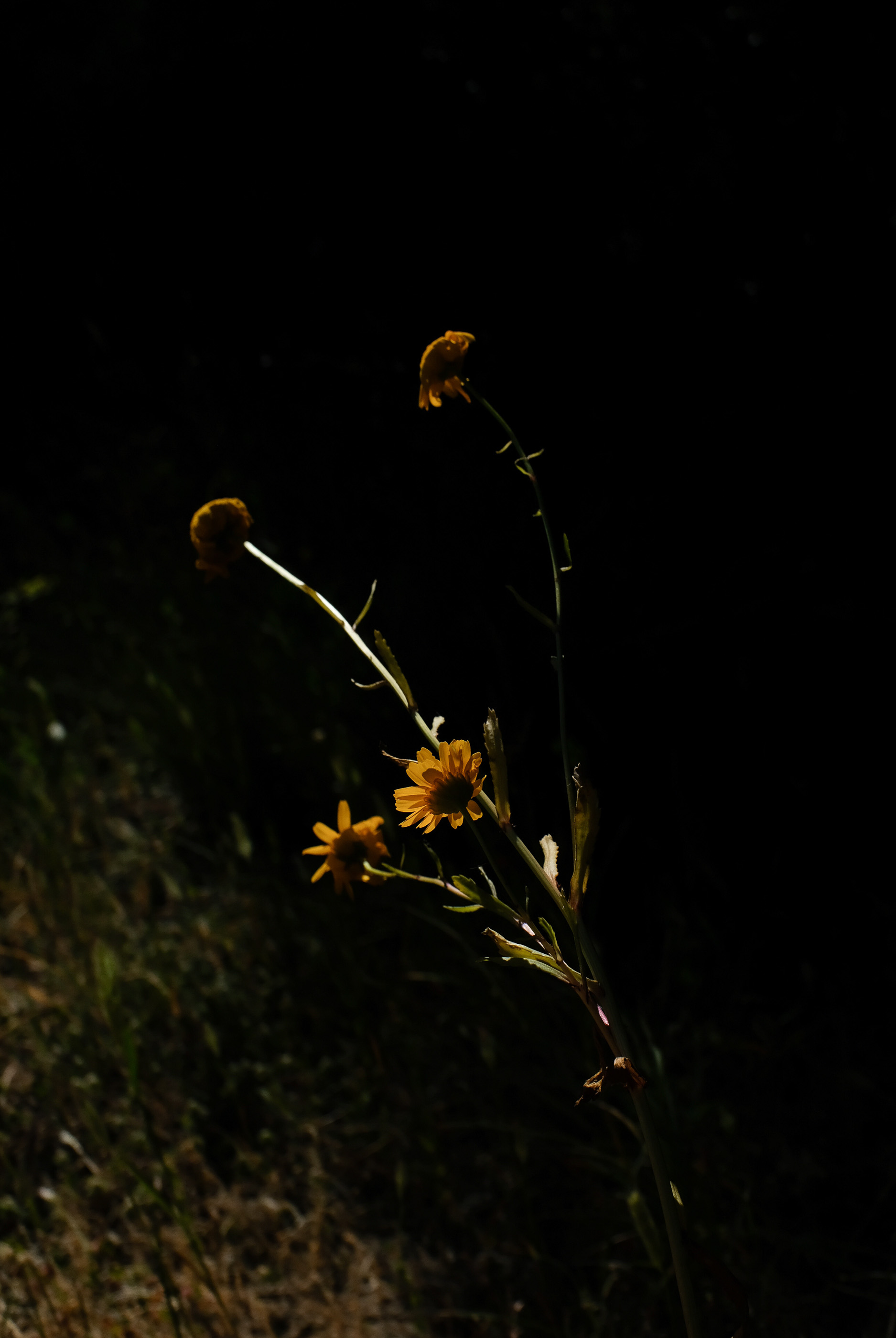  Margot Roth, swiss photographer.