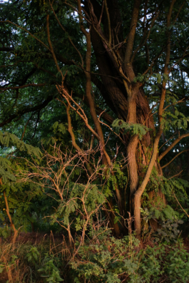  Margot Roth, swiss photographer.